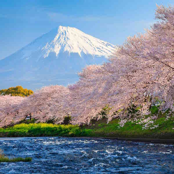 富士山麓全体が美しい桜色